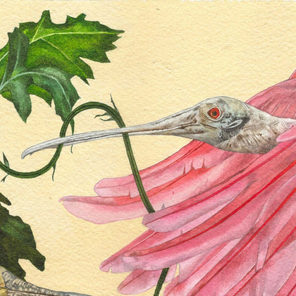 Roseatte Spoonbills in a Field of Pink Chrysanthemums