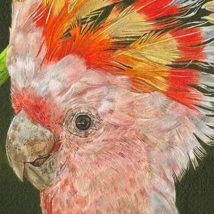 Portrait of Pink Cockatoo with Amaryllis