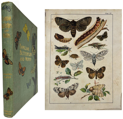 Familiar Butterflies and Moths; First Ed., , Antiquarian Books - Artisera